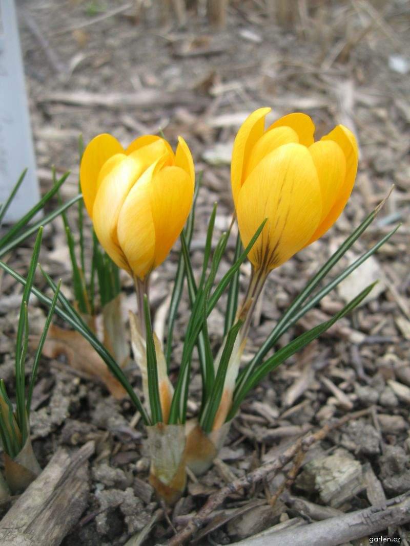 26297-krokus-zlluty-x-grosse-gelbe-crocus-flavus-b.jpg